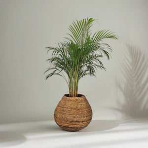 Areca Palm (Chrysalidocarpus/Dypsis lutescens) | 90 - 100 cm - Acacia Garden Center
