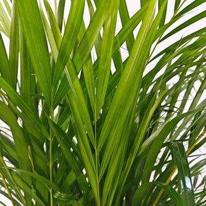 Areca Palm (Chrysalidocarpus/Dypsis lutescens) | 90 - 100 cm - Acacia Garden Center