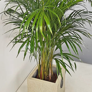 Areca Palm (Chrysalidocarpus/Dypsis lutescens) | 90 - 100 cm - Acacia Garden Center