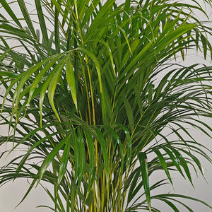 Areca Palm (Chrysalidocarpus/Dypsis lutescens) | 90 - 100 cm - Acacia Garden Center