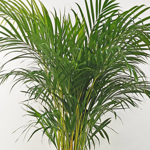 Areca Palm (Chrysalidocarpus/Dypsis lutescens) | 90 - 100 cm - Acacia Garden Center