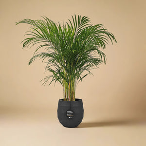 Areca Palm (Chrysalidocarpus/Dypsis lutescens) | 90 - 100 cm - Acacia Garden Center