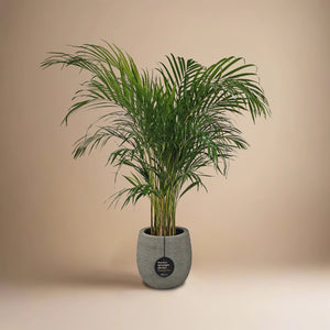 Areca Palm (Chrysalidocarpus/Dypsis lutescens) | 90 - 100 cm - Acacia Garden Center