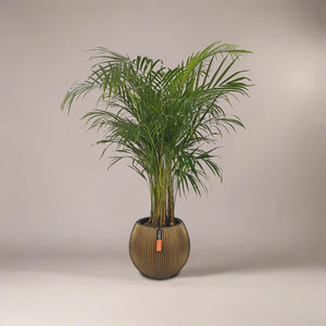 Areca Palm (Chrysalidocarpus/Dypsis lutescens) | 90 - 100 cm - Acacia Garden Center