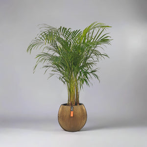 Areca Palm (Chrysalidocarpus/Dypsis lutescens) | 90 - 100 cm - Acacia Garden Center