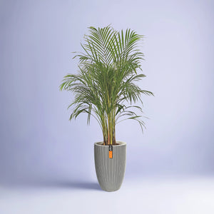 Areca Palm (Chrysalidocarpus/Dypsis lutescens) | 90 - 100 cm - Acacia Garden Center