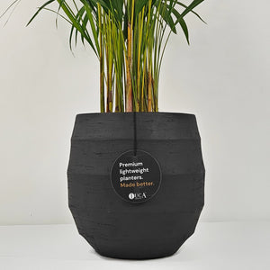 Areca Palm (Chrysalidocarpus/Dypsis lutescens) | 90 - 100 cm - Acacia Garden Center