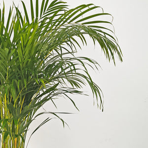 Areca Palm (Chrysalidocarpus/Dypsis lutescens) | 90 - 100 cm - Acacia Garden Center