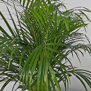 Areca Palm (Chrysalidocarpus/Dypsis lutescens) | 90 - 100 cm - Acacia Garden Center