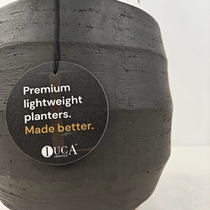 Areca Palm (Chrysalidocarpus/Dypsis lutescens) | 90 - 100 cm - Acacia Garden Center