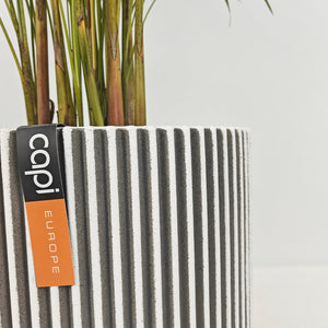 Areca Palm (Chrysalidocarpus/Dypsis lutescens) | 90 - 100 cm - Acacia Garden Center