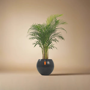 Areca Palm (Chrysalidocarpus/Dypsis lutescens) | 90 - 100 cm - Acacia Garden Center