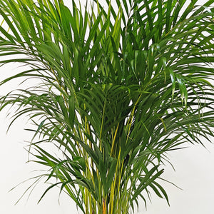 Areca Palm (Chrysalidocarpus/Dypsis lutescens) | 90 - 100 cm - Acacia Garden Center