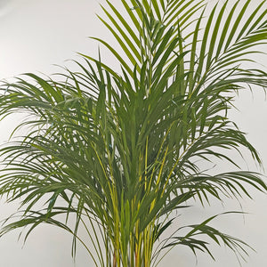 Areca Palm (Chrysalidocarpus/Dypsis lutescens) | 90 - 100 cm - Acacia Garden Center