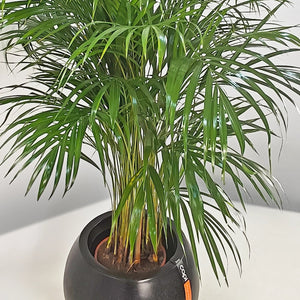 Areca Palm (Chrysalidocarpus/Dypsis lutescens) | 90 - 100 cm - Acacia Garden Center