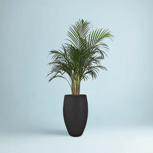 Areca Palm (Chrysalidocarpus/Dypsis lutescens) | 90 - 100 cm - Acacia Garden Center