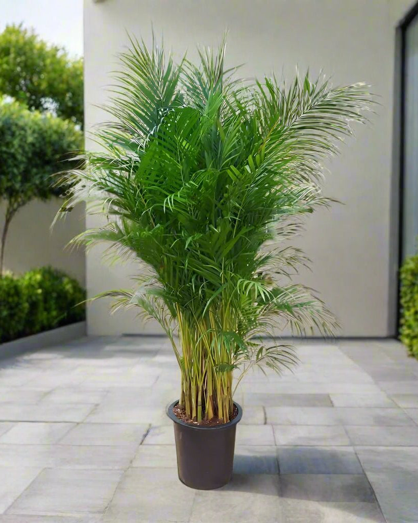 Areca Palm (Dypsis lutescens) | Landscape - Grade Specimen, 2.0–2.5 m - Acacia Garden Center