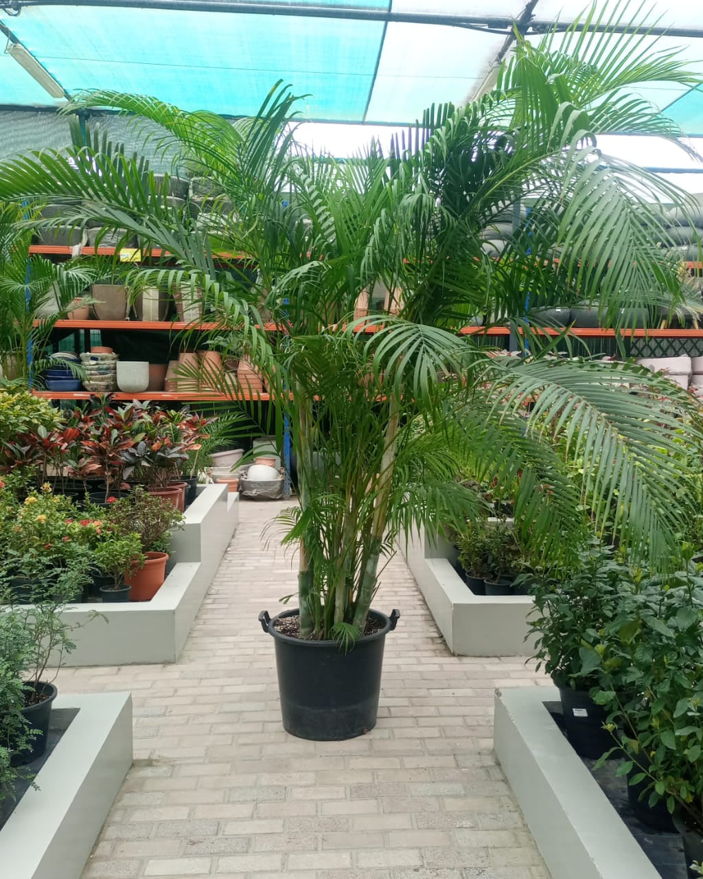Areca Palm (Dypsis lutescens) | Landscape - Grade Specimen, 2.0–2.5 m - Acacia Garden Center