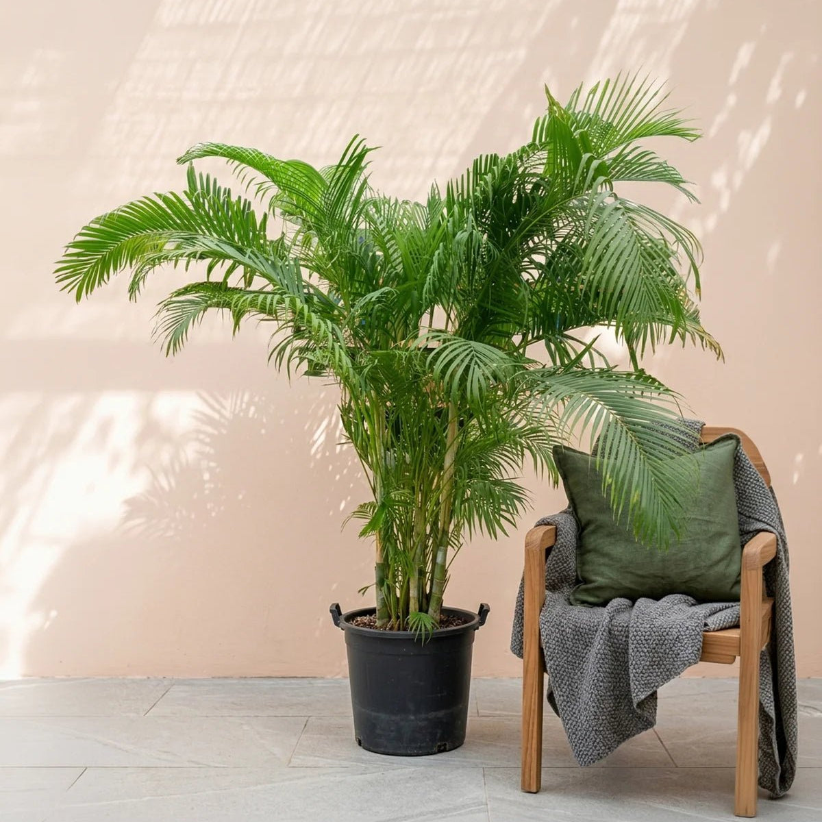 Areca Palm (Dypsis lutescens)