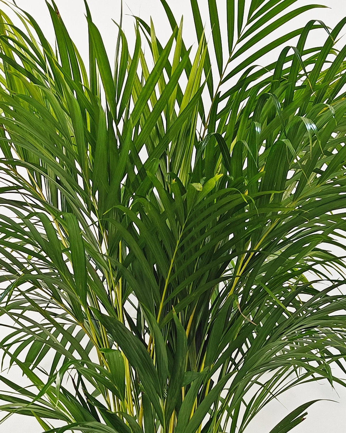 Areca Palm (Dypsis Lutescens) | Medium, 90–100 cm - Acacia Garden Center