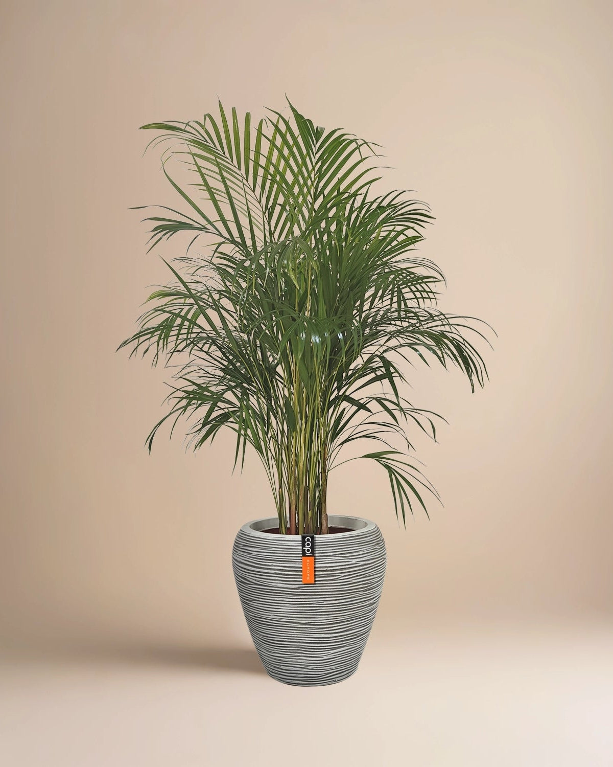 Areca Palm (Dypsis Lutescens) | Medium, 90–100 cm - Acacia Garden Center
