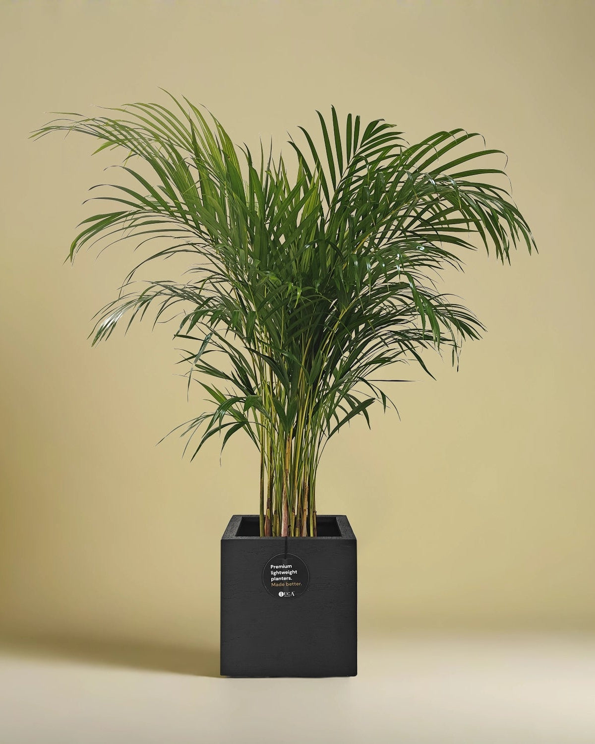 Areca Palm (Dypsis Lutescens) | Medium, 90–100 cm - Acacia Garden Center