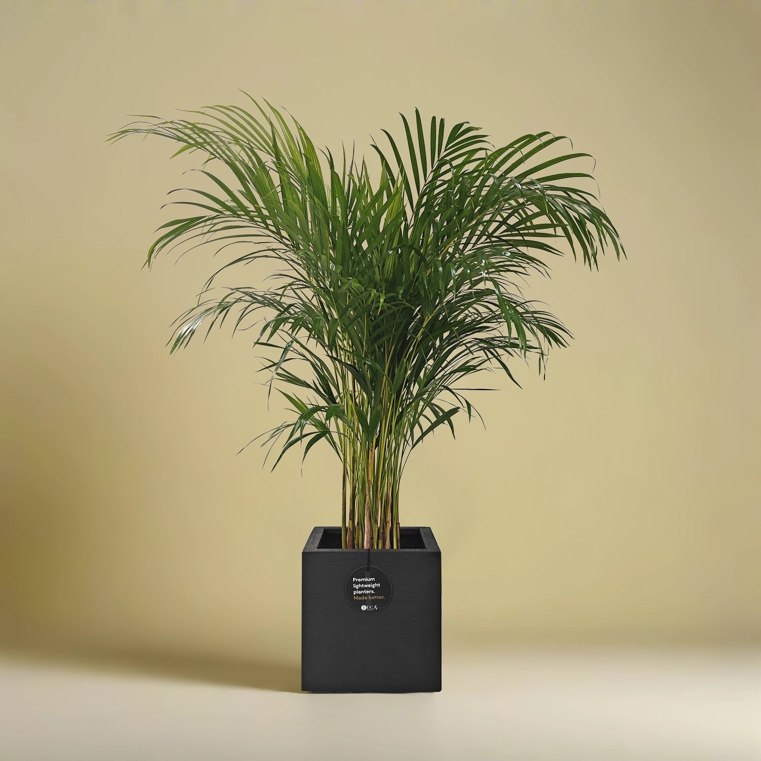 Areca Palm (Dypsis Lutescens) | Medium, 90–100 cm - Acacia Garden Center