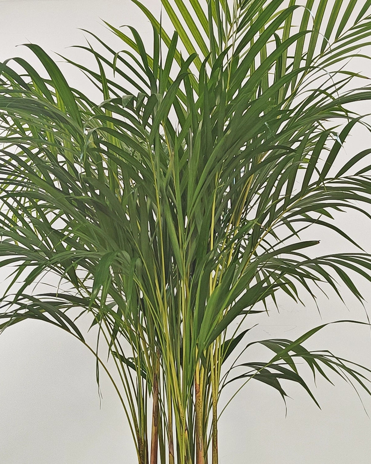 Areca Palm (Dypsis Lutescens) | Medium, 90–100 cm - Acacia Garden Center