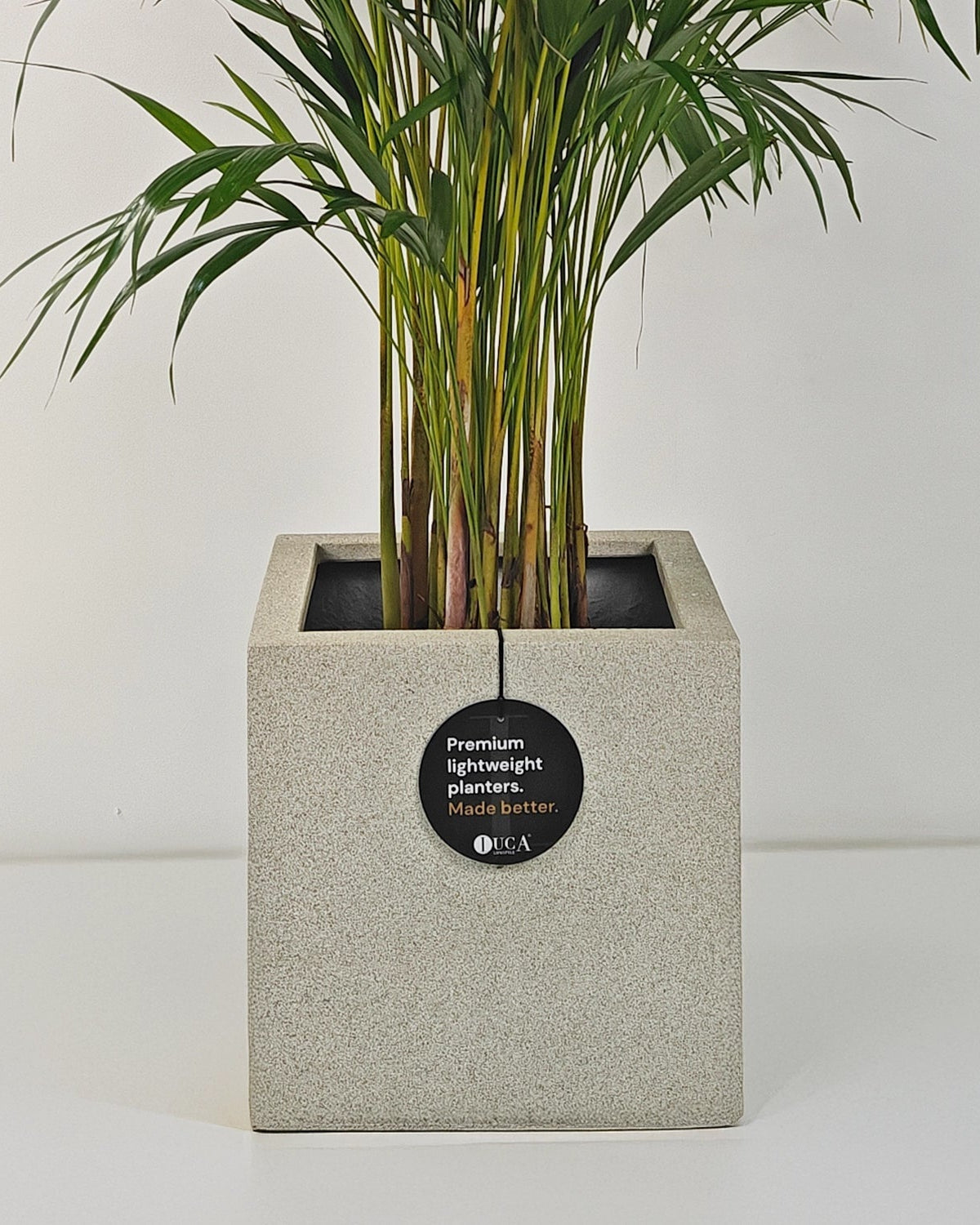 Areca Palm (Dypsis Lutescens) | Medium, 90–100 cm - Acacia Garden Center