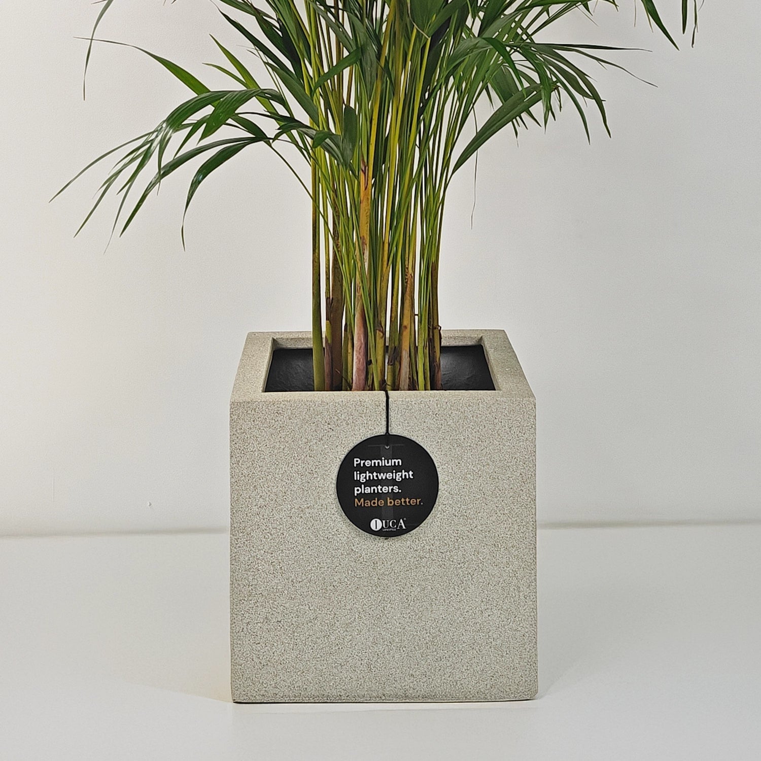 Areca Palm (Dypsis Lutescens) | Medium, 90–100 cm - Acacia Garden Center