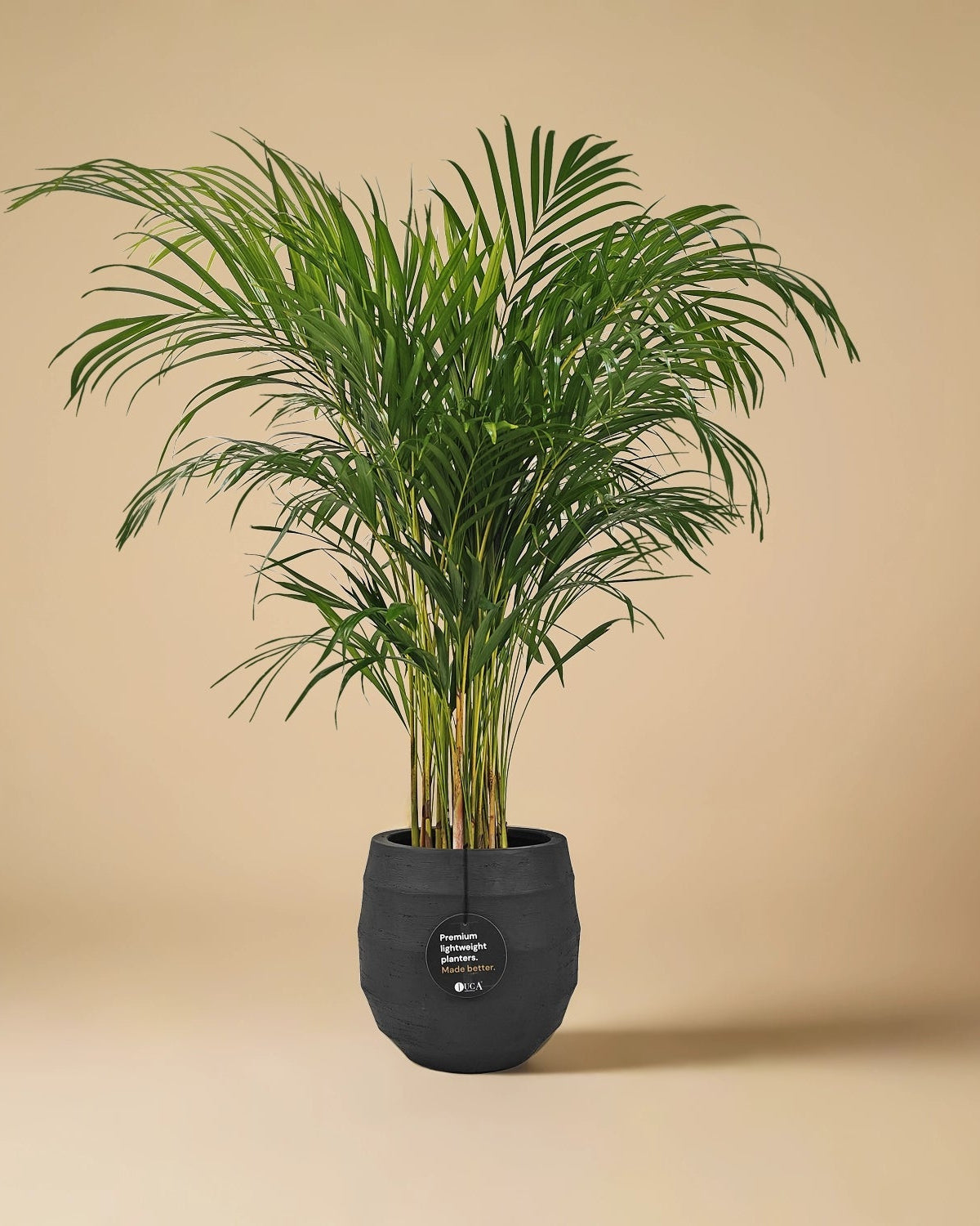 Areca Palm (Dypsis Lutescens) | Medium, 90–100 cm - Acacia Garden Center