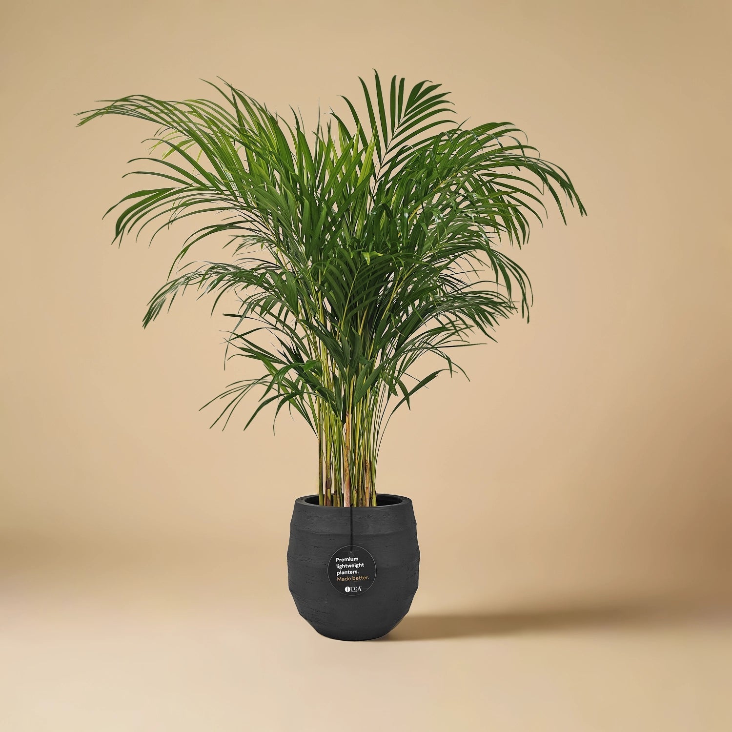 Areca Palm (Dypsis Lutescens) | Medium, 90–100 cm - Acacia Garden Center