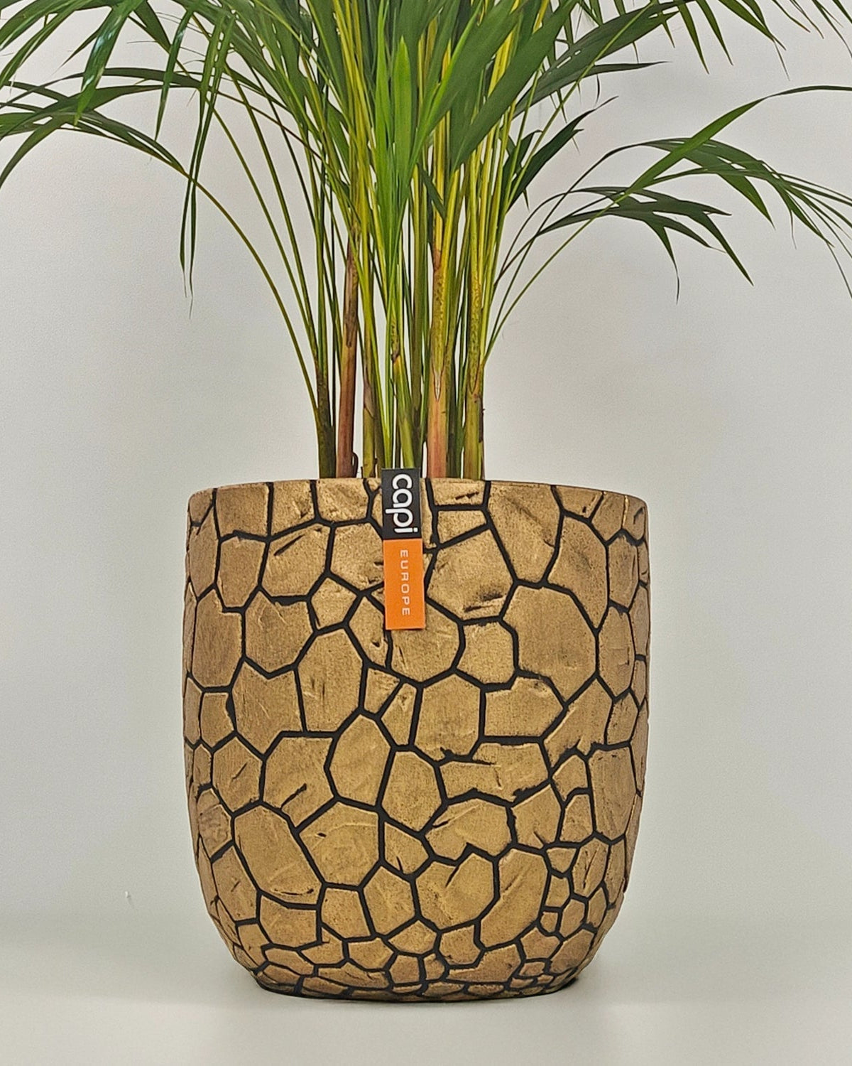 Areca Palm (Dypsis Lutescens) | Medium, 90–100 cm - Acacia Garden Center