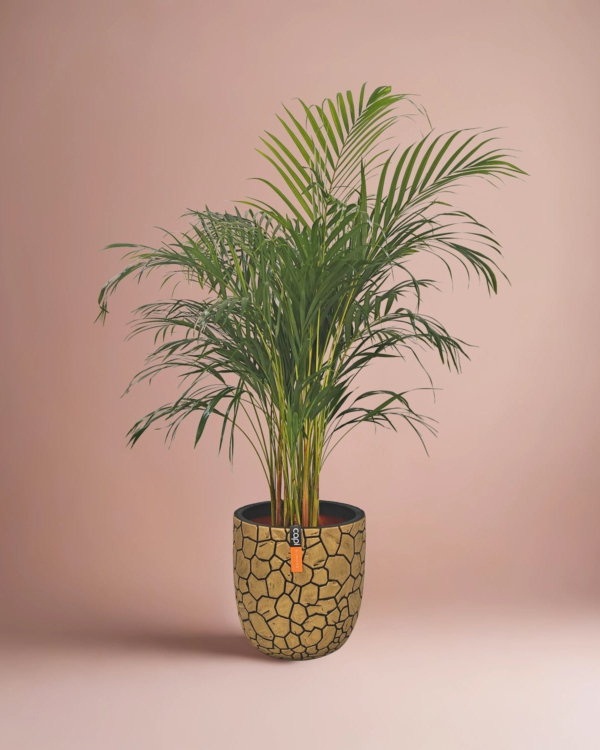 Areca Palm (Dypsis Lutescens) | Medium, 90–100 cm - Acacia Garden Center