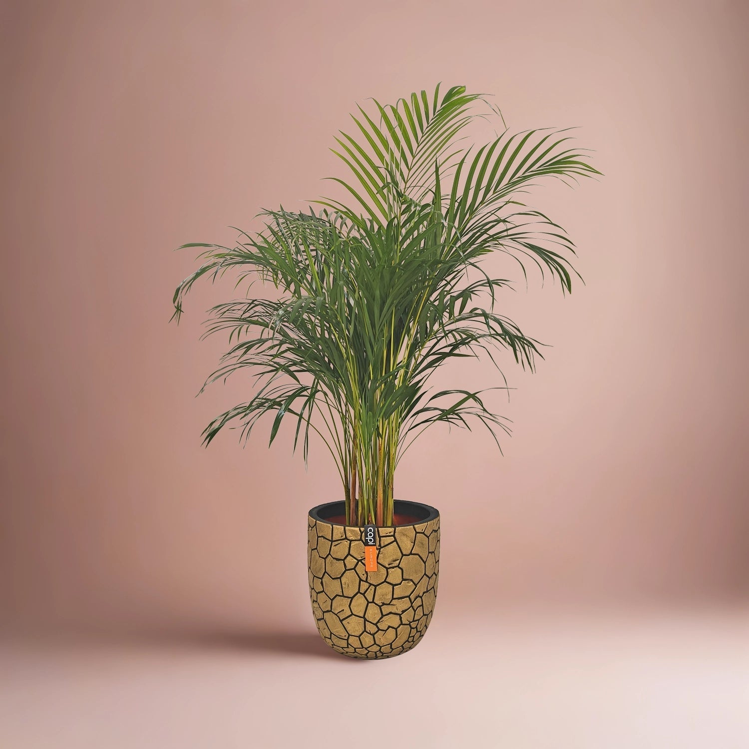 Areca Palm (Dypsis Lutescens) | Medium, 90–100 cm - Acacia Garden Center
