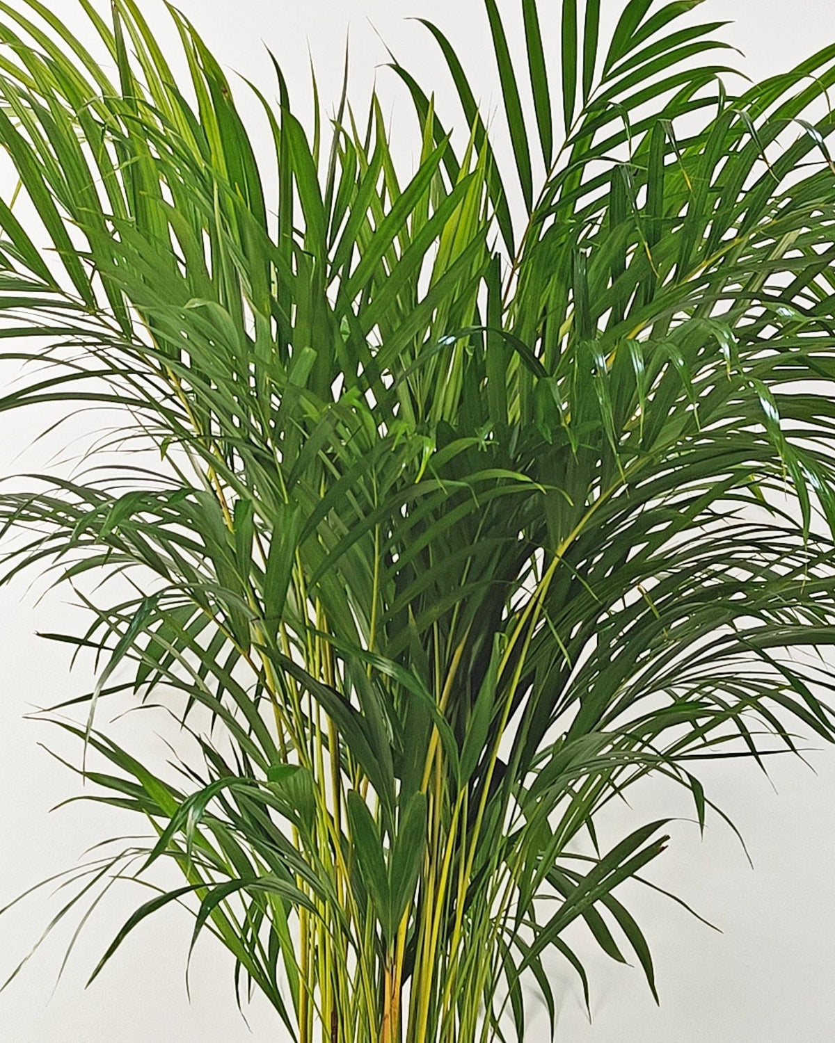 Areca Palm (Dypsis Lutescens) | Medium, 90–100 cm - Acacia Garden Center