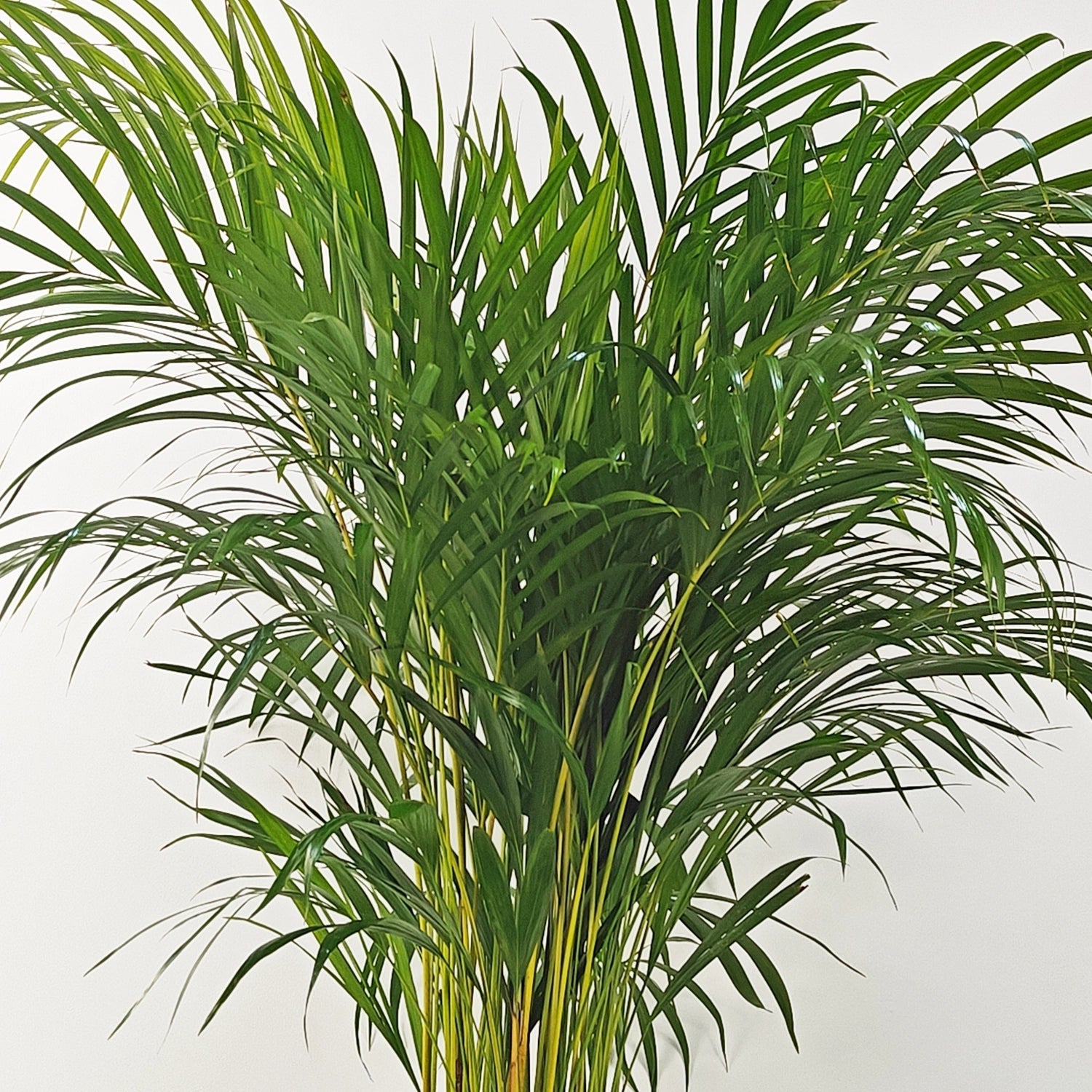 Areca Palm (Dypsis Lutescens) | Medium, 90–100 cm - Acacia Garden Center