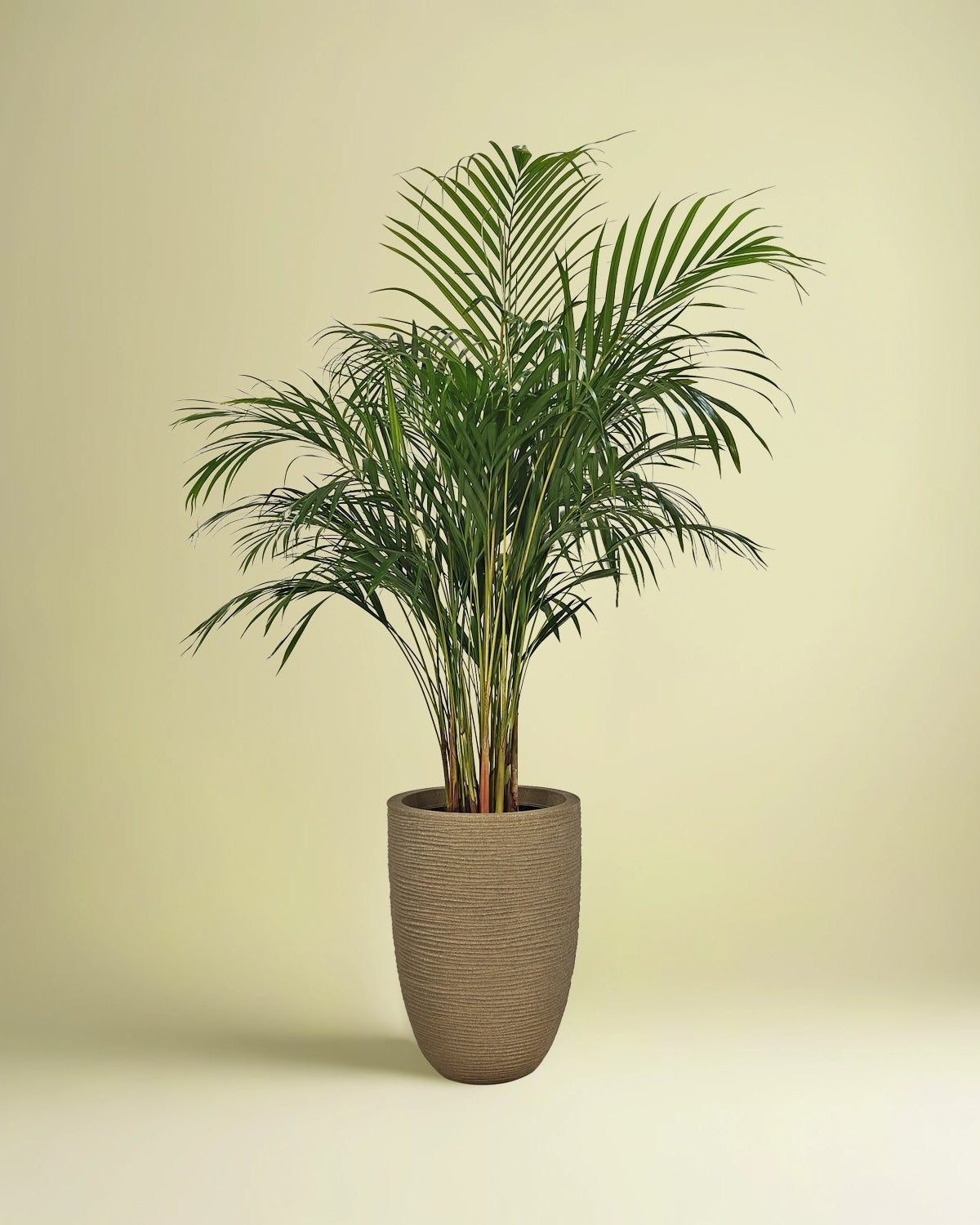Areca Palm (Dypsis Lutescens) | Medium, 90–100 cm - Acacia Garden Center