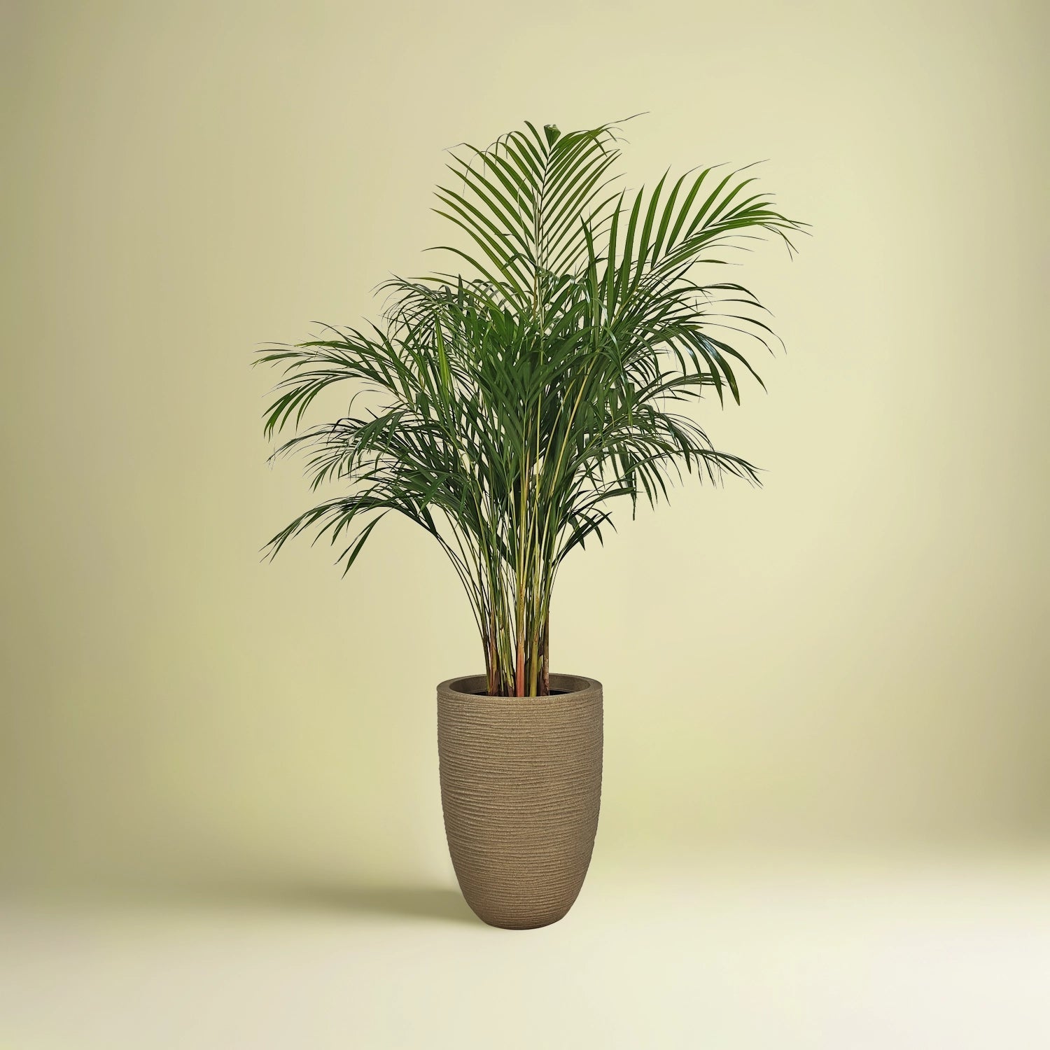 Areca Palm (Dypsis Lutescens) | Medium, 90–100 cm - Acacia Garden Center