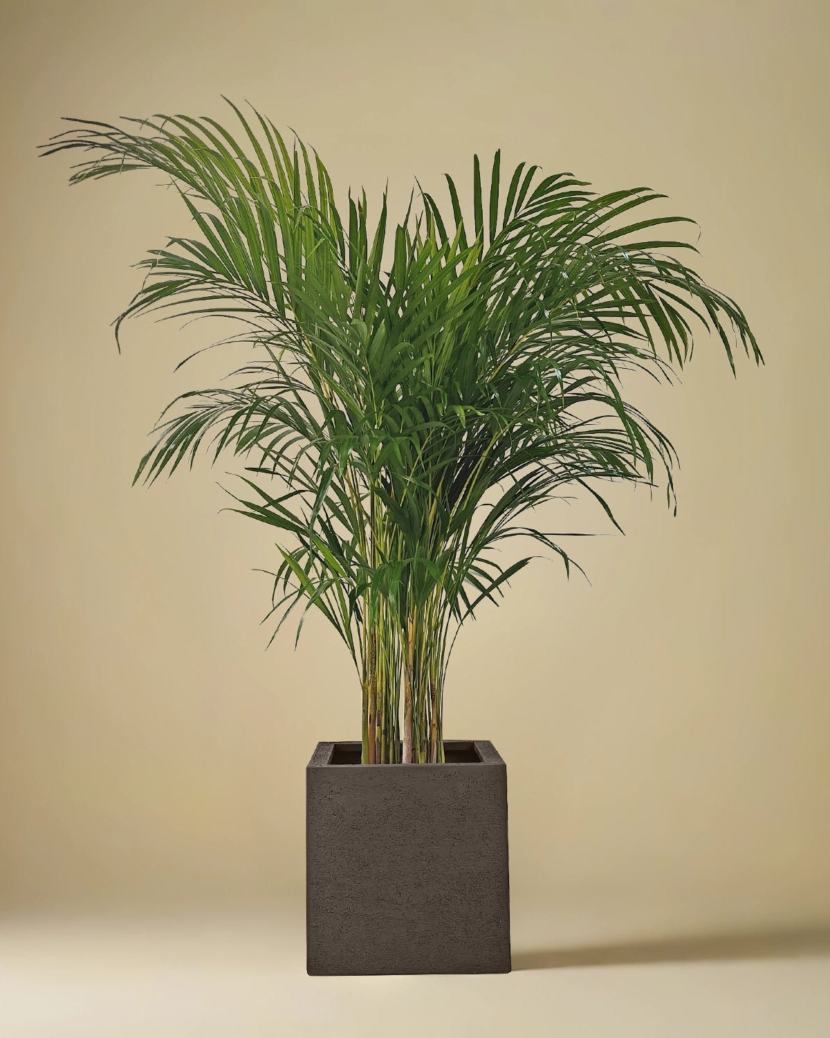 Areca Palm (Dypsis Lutescens) | Medium, 90–100 cm - Acacia Garden Center