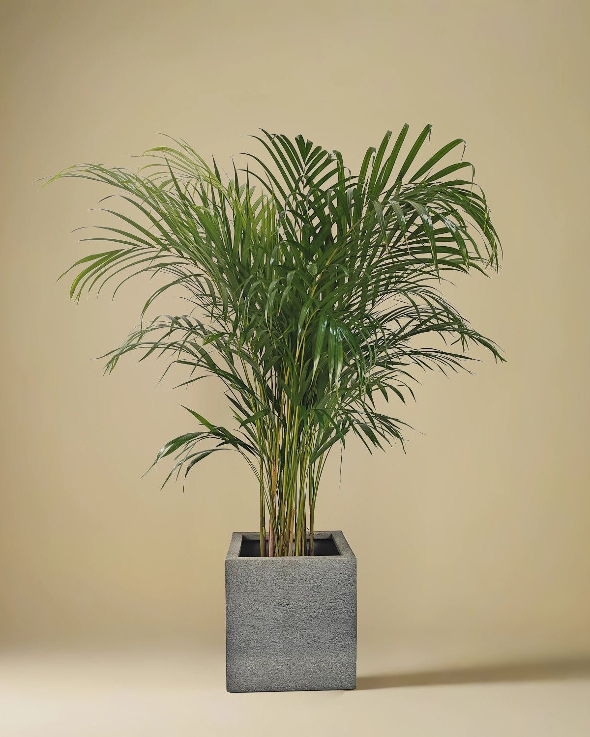 Areca Palm (Dypsis Lutescens) | Medium, 90–100 cm - Acacia Garden Center