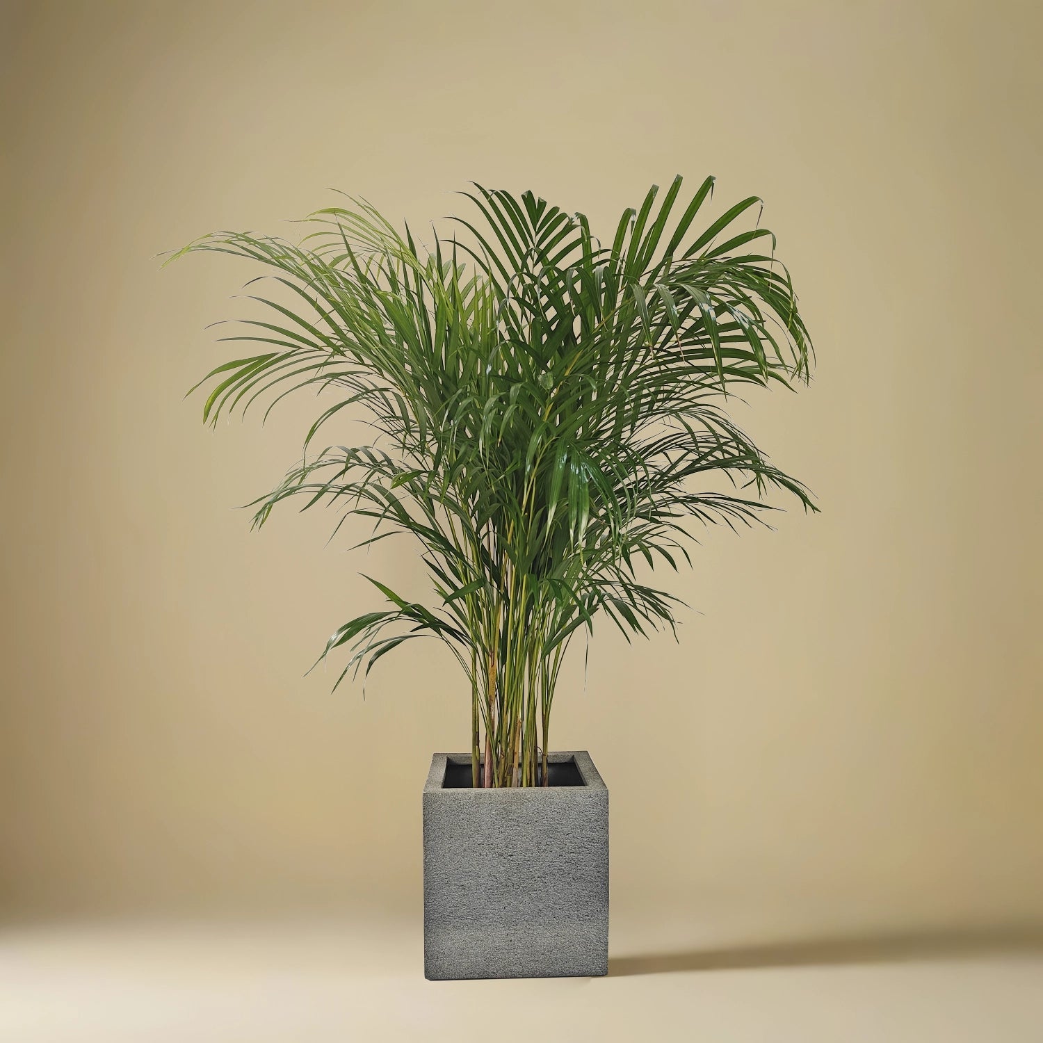 Areca Palm (Dypsis Lutescens) | Medium, 90–100 cm - Acacia Garden Center
