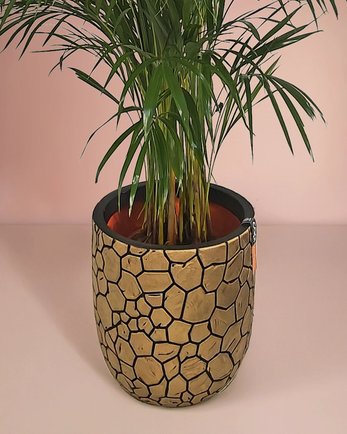 Areca Palm (Dypsis Lutescens) | Medium, 90–100 cm - Acacia Garden Center