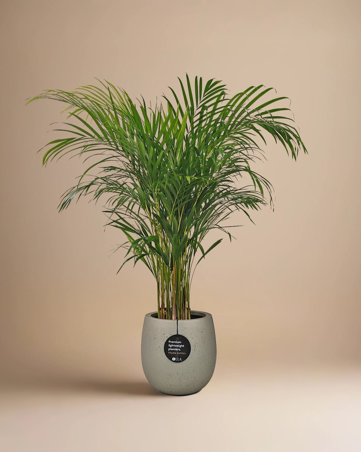 Areca Palm (Dypsis Lutescens) | Medium, 90–100 cm - Acacia Garden Center