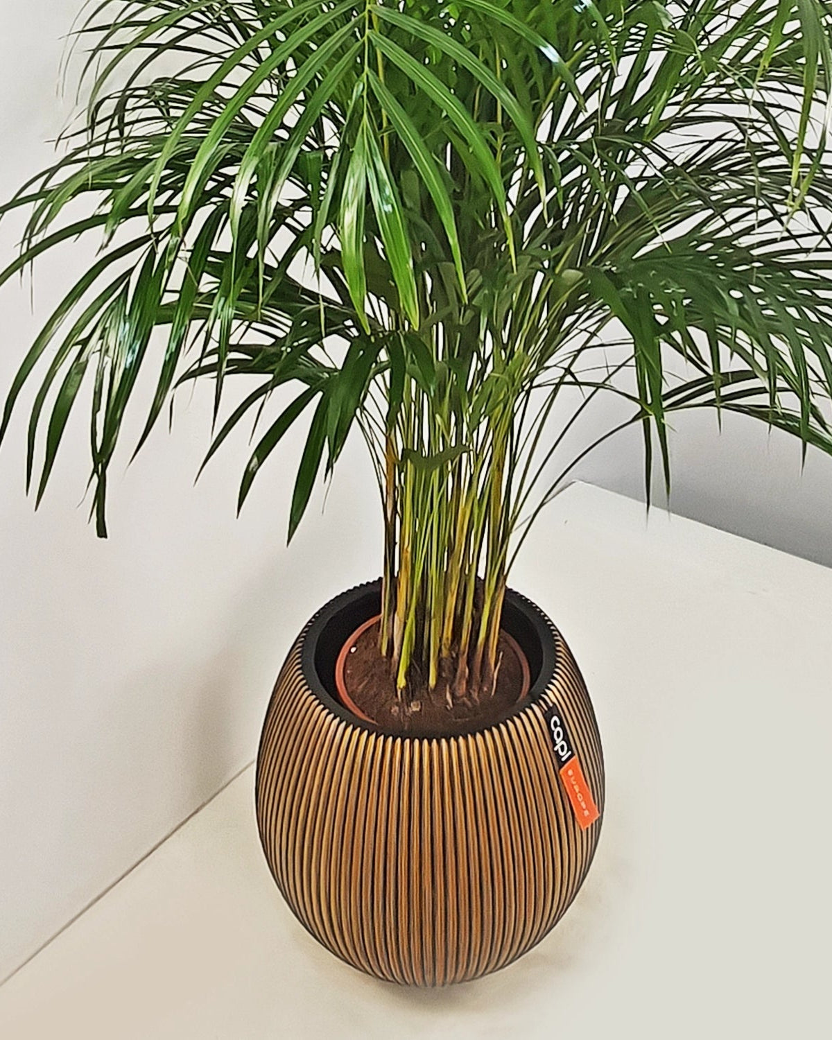 Areca Palm (Dypsis Lutescens) | Medium, 90–100 cm - Acacia Garden Center