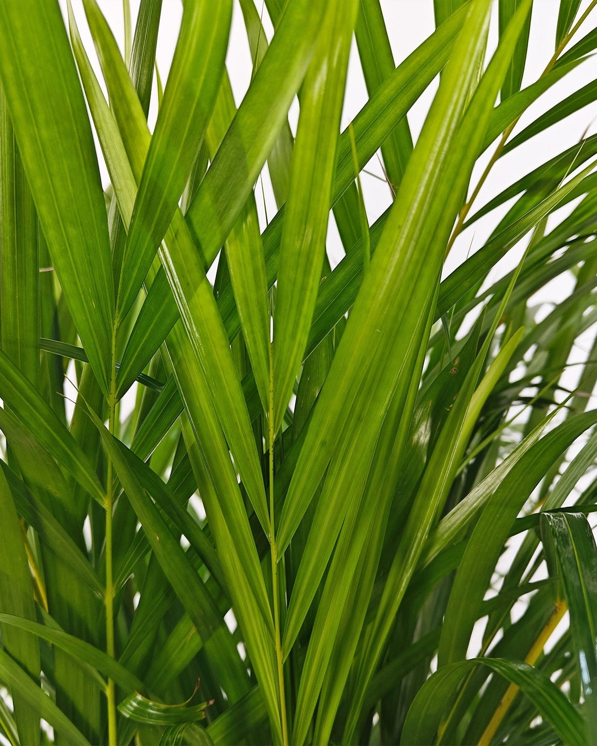 Areca Palm (Dypsis Lutescens) | Medium, 90–100 cm - Acacia Garden Center