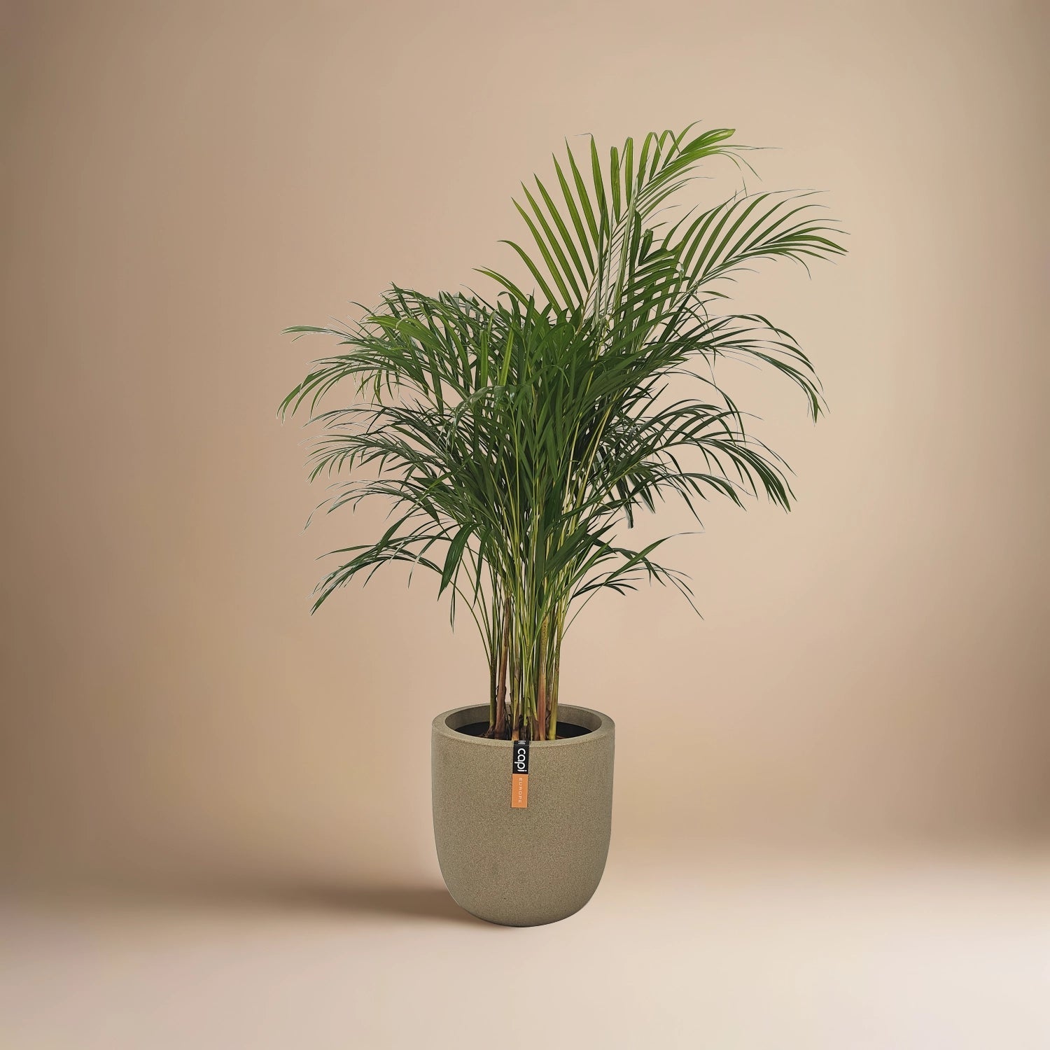 Areca Palm (Dypsis Lutescens) | Medium, 90–100 cm - Acacia Garden Center