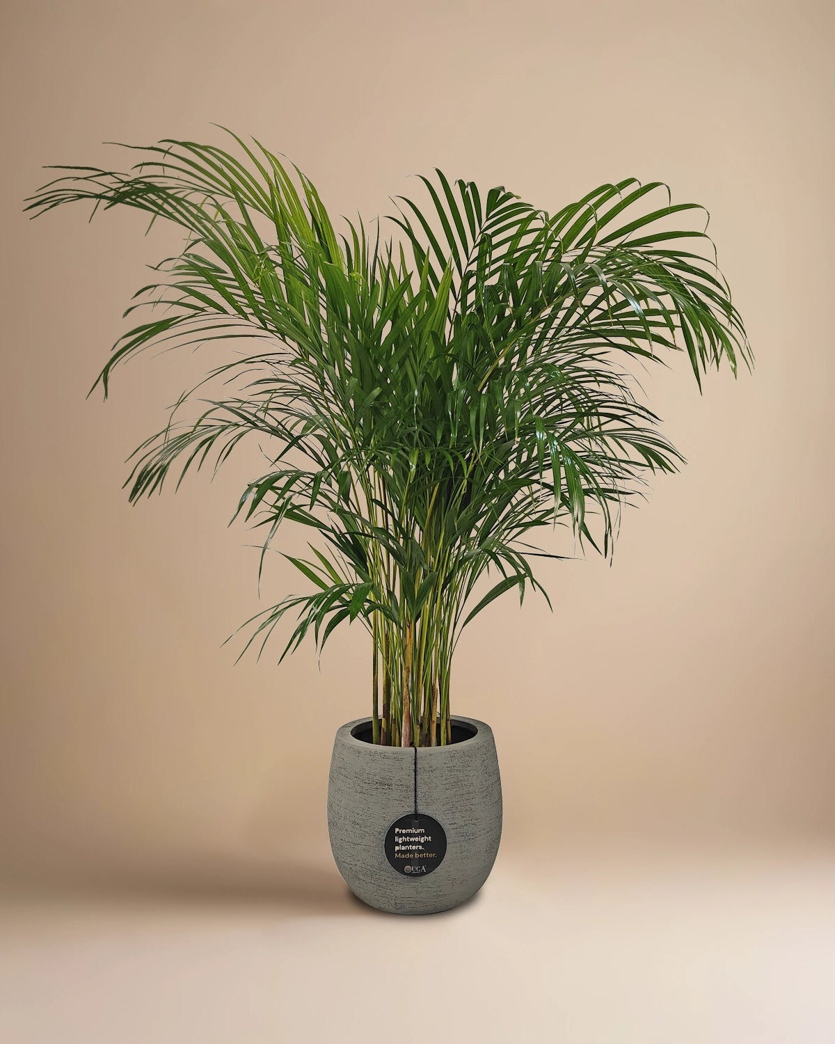 Areca Palm (Dypsis Lutescens) | Medium, 90–100 cm - Acacia Garden Center