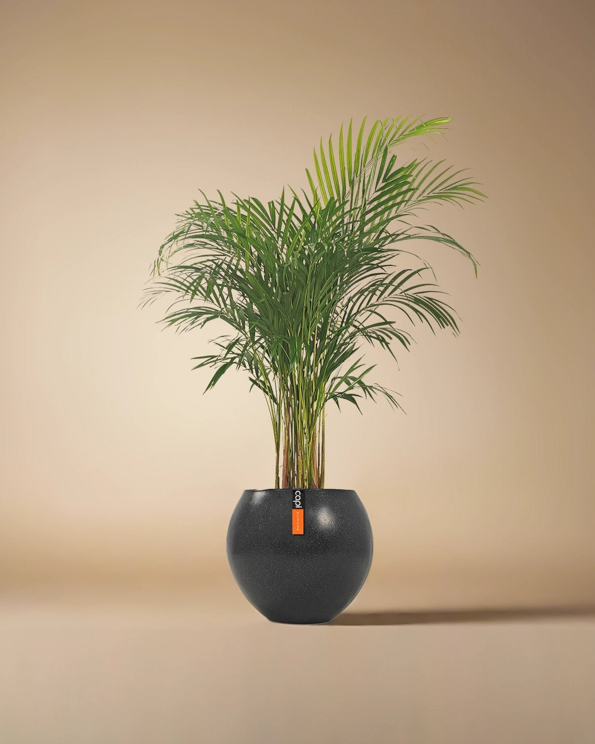 Areca Palm (Dypsis Lutescens) | Medium, 90–100 cm - Acacia Garden Center