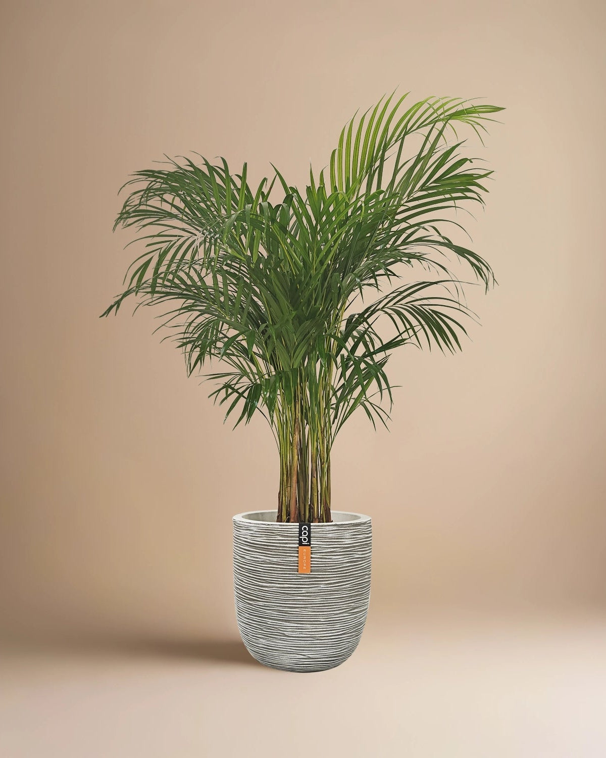 Areca Palm (Dypsis Lutescens) | Medium, 90–100 cm - Acacia Garden Center